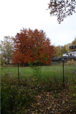 Download ==> Berliner_Herbst_2010_043.zip